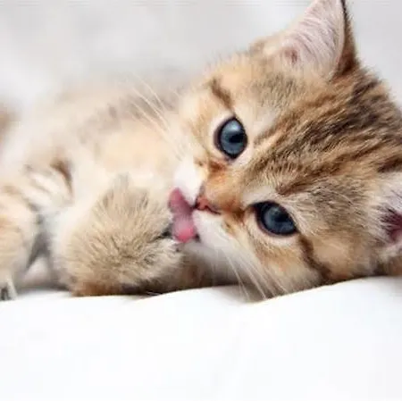 Misano מלון מיסאנו אדריאטיקו